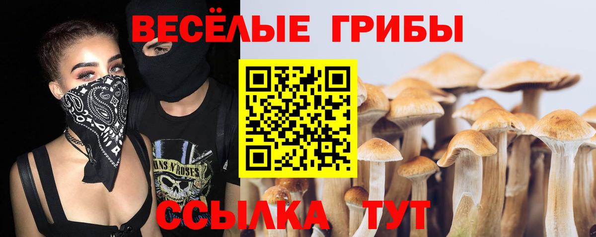 Кингисепп  Галлюциногенные грибы Psilocybe  Вход с VPN 